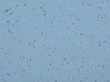 Линолеум Mipolam BioPlanet